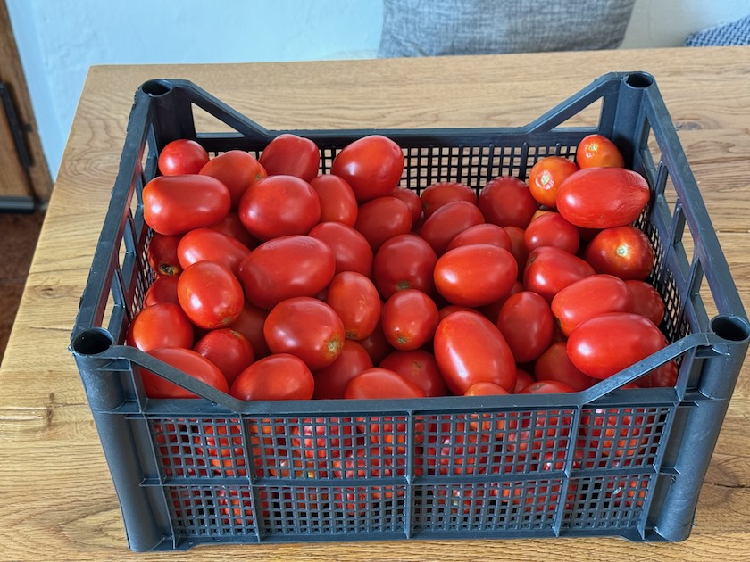 Conserve de tomates